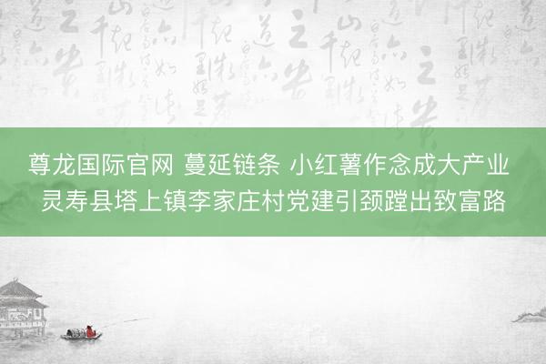 尊龙国际官网 蔓延链条 小红薯作念成大产业 灵寿县塔上镇李家庄村党建引颈蹚出致富路