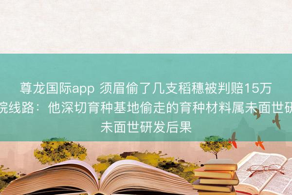 尊龙国际app 须眉偷了几支稻穗被判赔15万元，法院线路：他深切育种基地偷走的育种材料属未面世研发后果